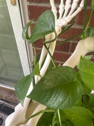 Pothos, also known as Devil's Ivy