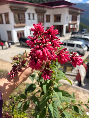 Clerodendrum speciosissimum