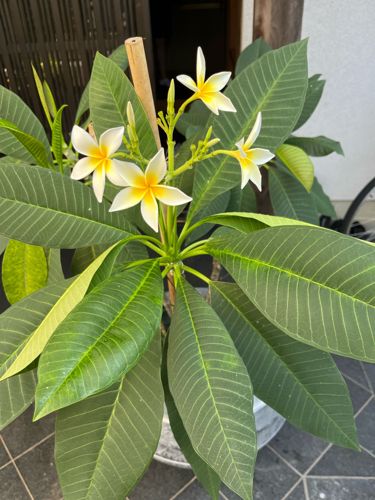 Plumeria (Frangipani)