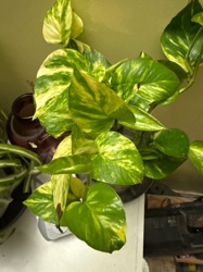 Pothos