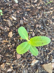 Due to the very early stage of growth (seedling), it is not possible to accurately identify the specific plant name. Many different plants have similar-looking cotyledons.
