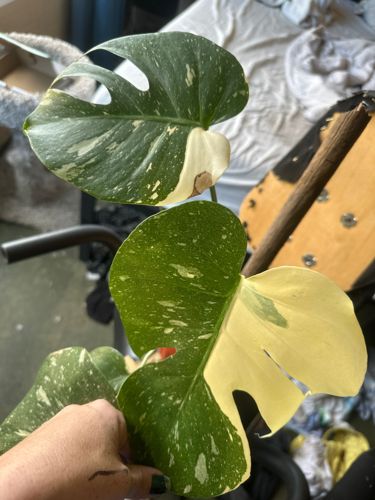 Monstera Thai Constellation