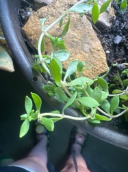 Purslane
