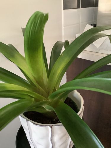 Clivia miniata