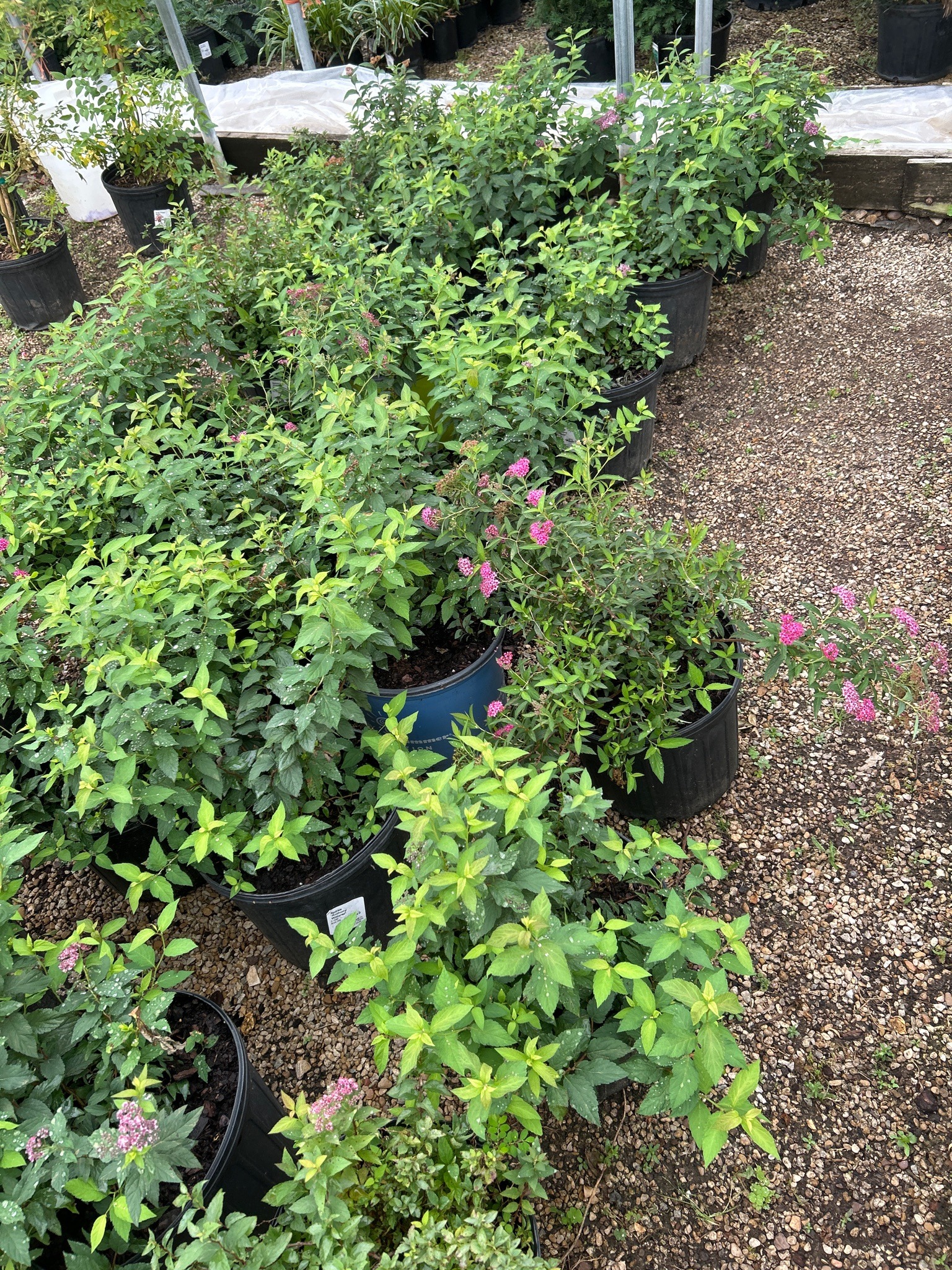 Japanese Spirea