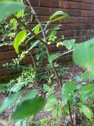 Unknown Plant