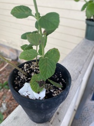 Indian Borage (also known as Cuban Oregano, Mexican Mint, Spanish Thyme)