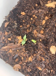 Unknown Seedling
