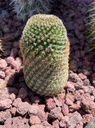 Thimble Cactus