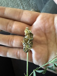 Lupine