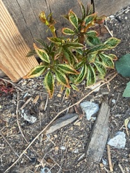 Likely a Peony (Paeonia species), specifically a tree peony or herbaceous peony showing new growth.