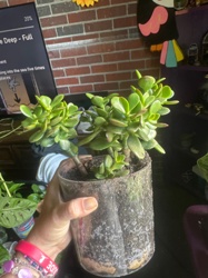 Jade Plant