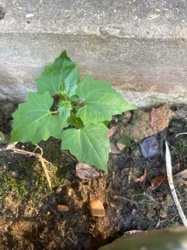 Common Mallow