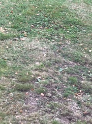Common Grass (Lawn Grass)