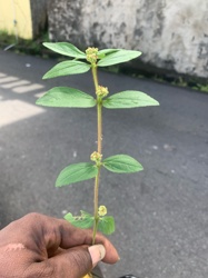 Garden spurge, Asthma-plant, Hairy spurge, Pill-bearing spurge