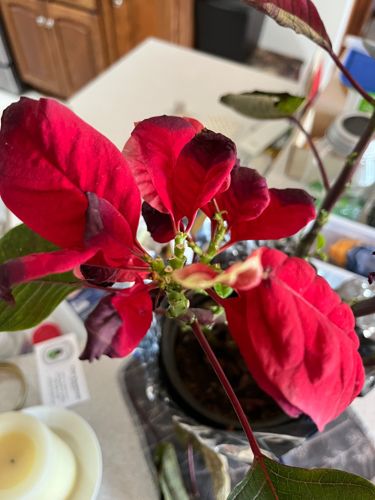 Poinsettia