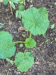 Okra