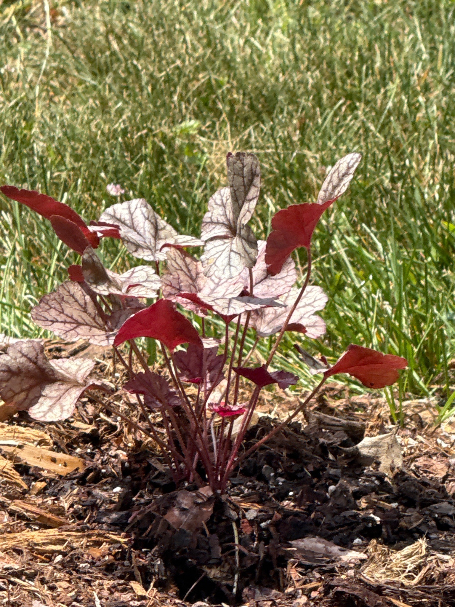 Coral Bells (specifically 'Silver Gumdrop' or similar cultivar)