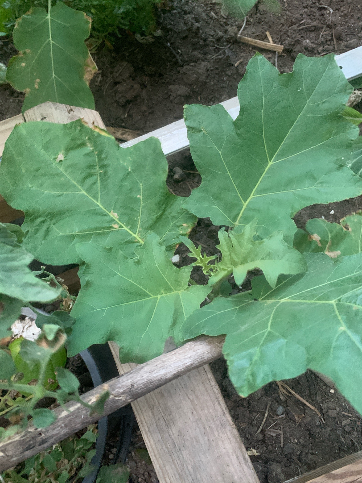 Eggplant (or Aubergine)