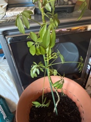 Umbrella Tree