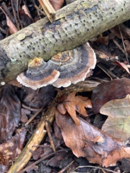 Turkey Tail Mushroom