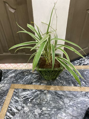 Spider Plant