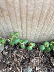 Unknown Seedlings