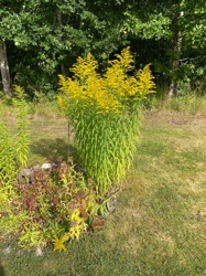 Goldenrod