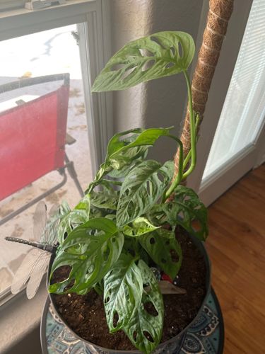 Swiss Cheese Plant (Monstera Adansonii)