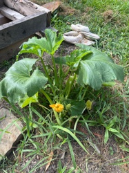 Squash (possibly Zucchini)