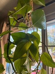 Golden Pothos