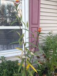 Butterfly Milkweed