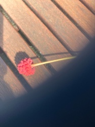 Red Powder Puff