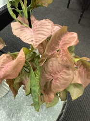 Pink Syngonium / Pink Allusion Syngonium / Arrowhead Plant (cultivar)