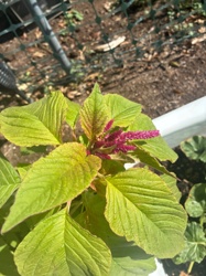 Amaranth (likely a variety like Amaranthus gangeticus or Amaranthus tricolor)