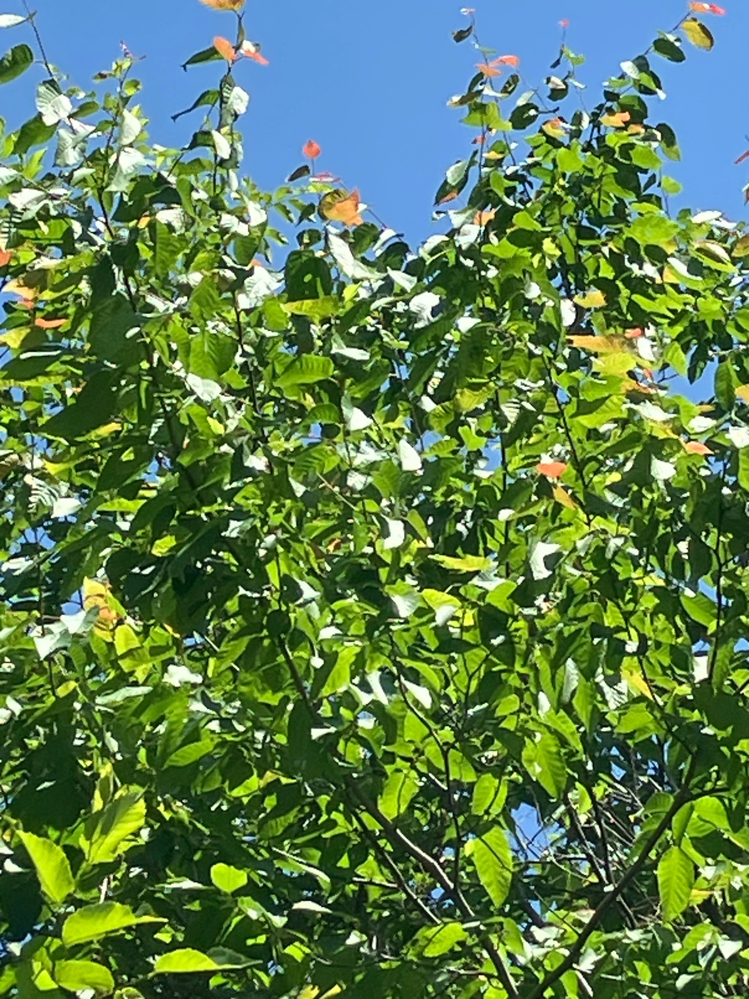 Chinese Croton