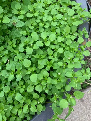 Chickweed