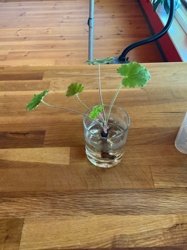 Geranium (likely a Pelargonium species, commonly referred to as Geraniums)