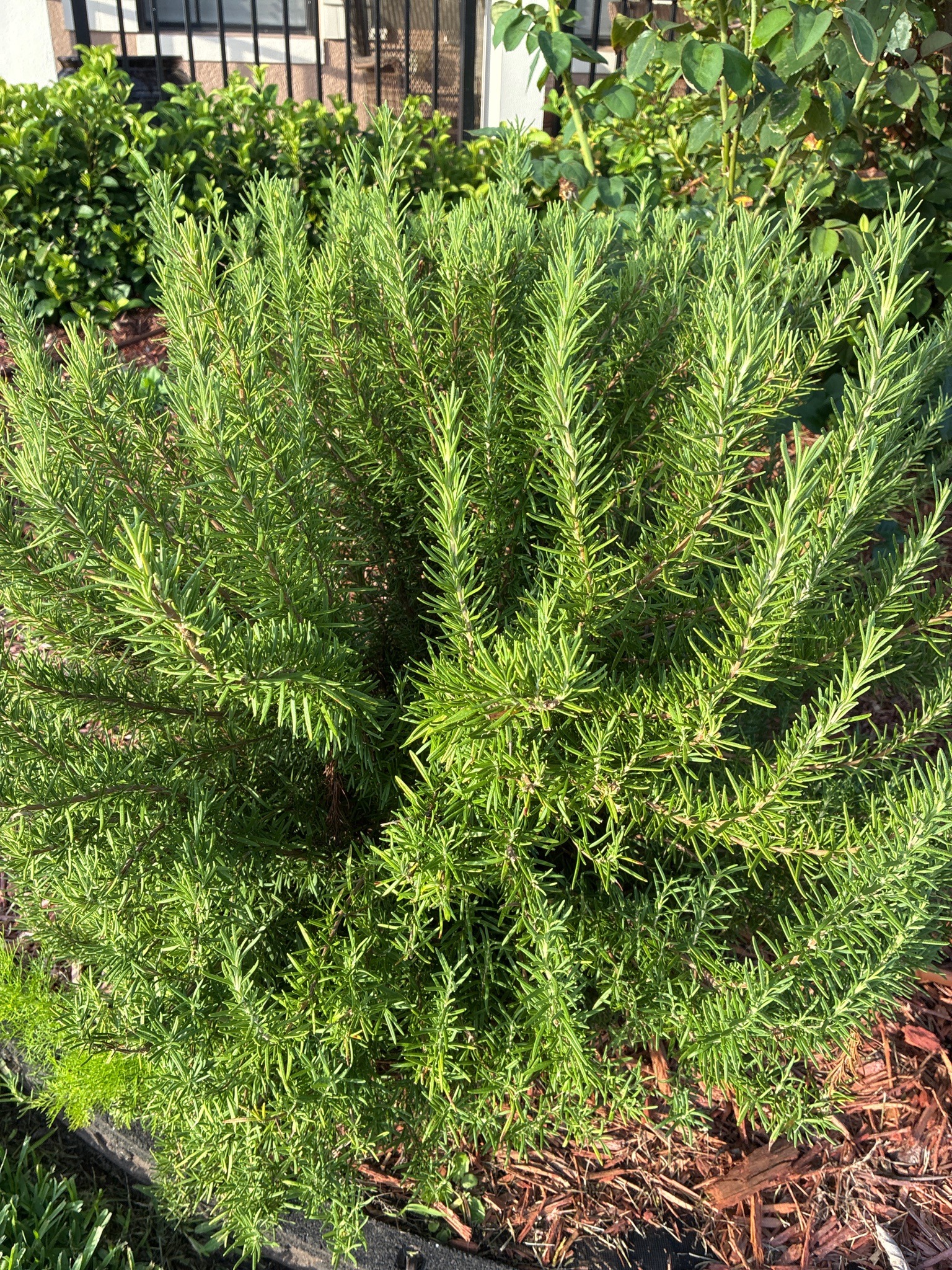 Rosemary