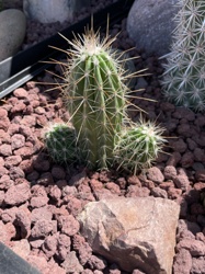 San Pedro Cactus