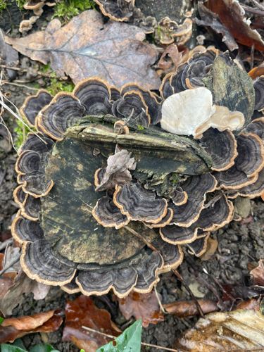 Turkey Tail