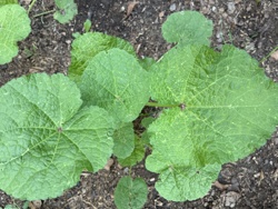 Mallow (likely Common Mallow)
