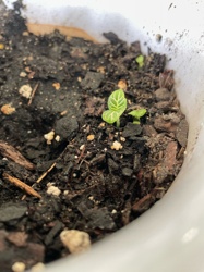 Nerve Plant (Fittonia)