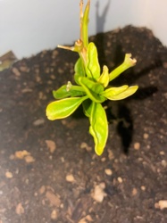 Unidentifiable seedling/young plant