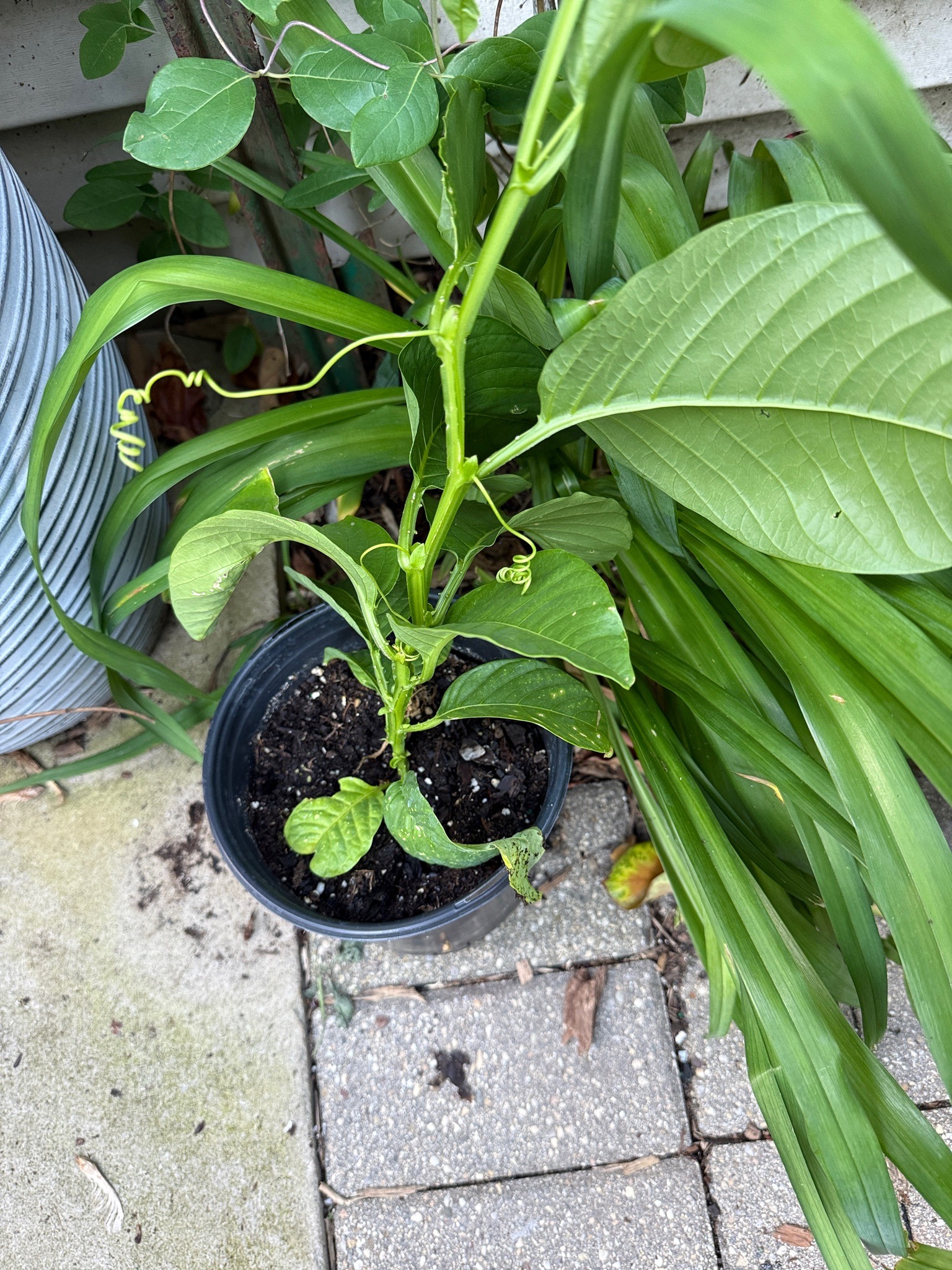 Passion Fruit (specifically Maypop or similar Passiflora)