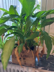 Peace Lily