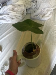 Taro, Elephant Ear