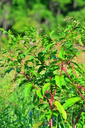 Pokeweed