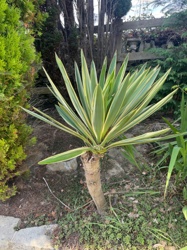 Variegated Yucca