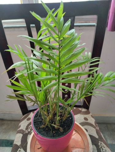 Parlor Palm